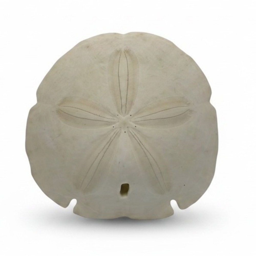 Large 5 Inch Read Sand Dollar Shell Natural Sea Beach Decor Craft Fossil Beachy